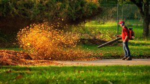 Man operating a heavy duty leaf blower: the leaves are being swirled up and glow in the pleasant sunlight